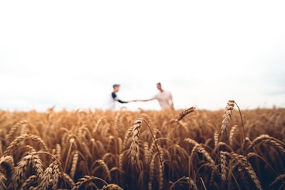 Handshake between two people in a wheat field